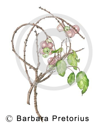 Ficus sur Drawing by Barbara Pretorius (copyright)